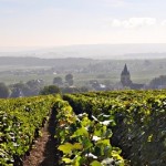 Reims Champagne Vineyard