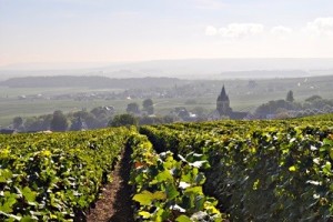 Reims Champagne Vineyard